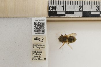 Media type: image;   Entomology 788885 Aspect: Labels